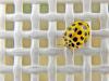 Toile de  coccinelle...