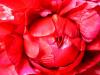 Pivoine