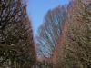 Bourgeons en gestation