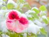 c'est le printemps dans 9 jours !